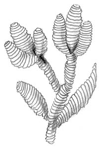 Рис. 33. Тюльпаны