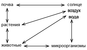 Схема связь между живой и неживой. Схема взаимосвязи живой и неживой природы. Связь между живой и неживой природой. Связь между живой и неживой природой схема. Живая и неживая природа схема связи между ними.