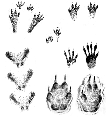 Лапки белки рисунок